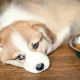 Don't Feed Your Pet These 'Human' Foods